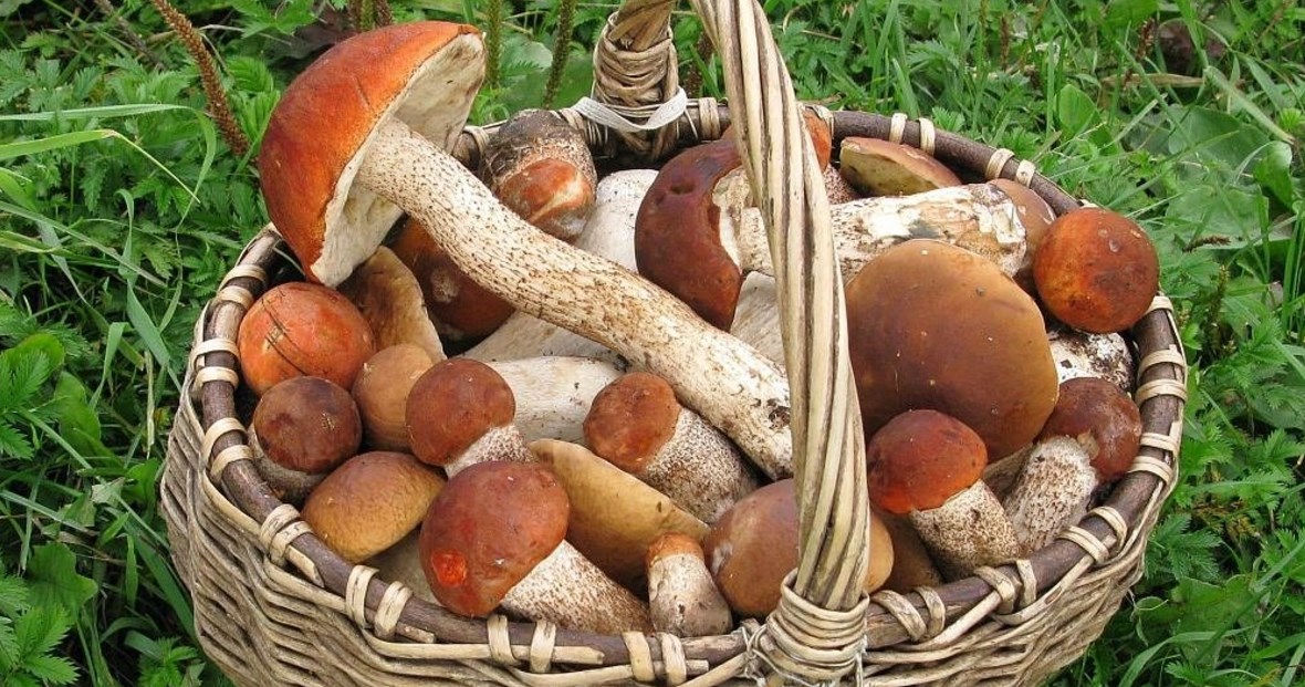 Грибы